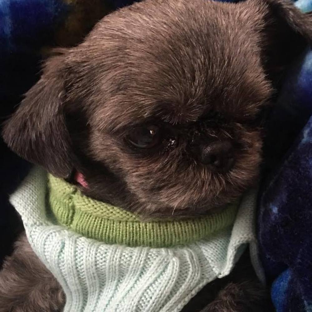 Meet your Posher, Janet